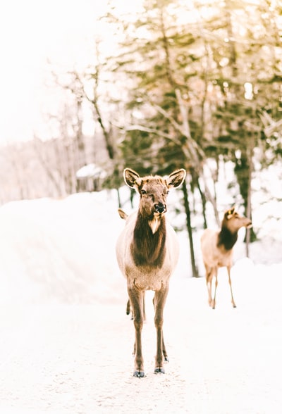 站在雪地上的棕色动物